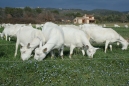 Goats outside before the gîte