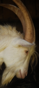 Gîte en Provence - élevage de chèvres