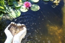 Pond with fountain created by Edwin