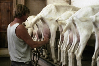 Edwin milking